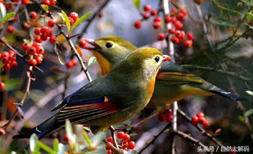 中国古代六大象征爱情的鸟，您知道吗？