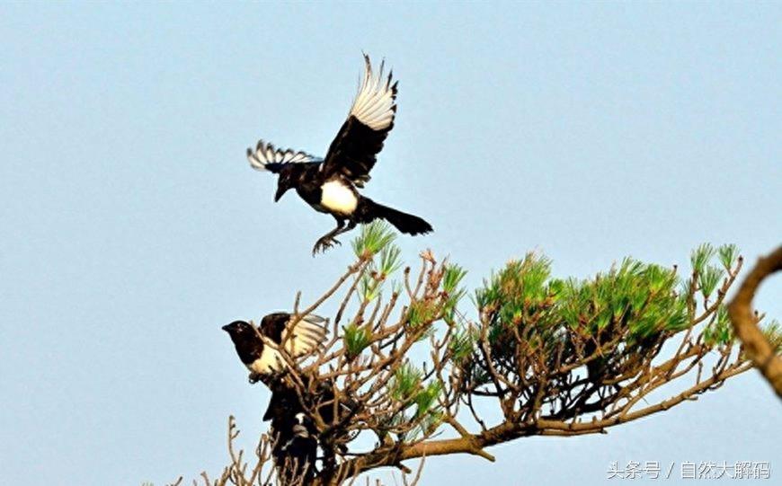 中国古代六大象征爱情的鸟，您知道吗？