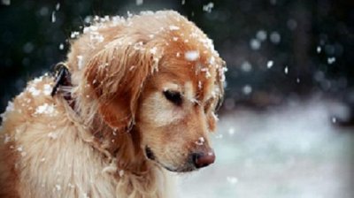 ​看到金毛新做的发型，大家直呼霎那间高级了