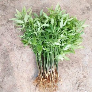 ​玩转发财树种出新高度省钱即是赚钱