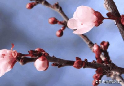 ​惊蛰前后，8种水果要常吃，滋润防春燥，好吃营养高，不懂就亏了