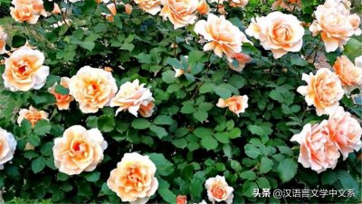 ​中国各省（省级行政单位）省花大全（组图）