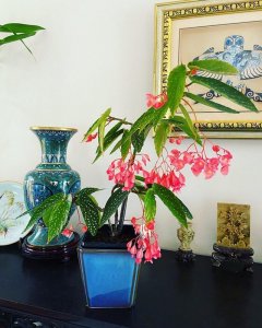 ​竹节海棠，优秀的室内开花植物，家里养一株，四季都有花看