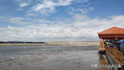 ​刚察·湟鱼洄游