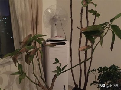 ​看图救花：平安树出现这个状态，救不救，你来决定