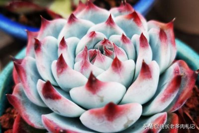 ​虽然它叫吉娃娃，但它不是狗而是一种多肉植物，其花语为高贵圣洁