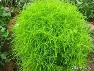 ​野菜之王-扫帚苗