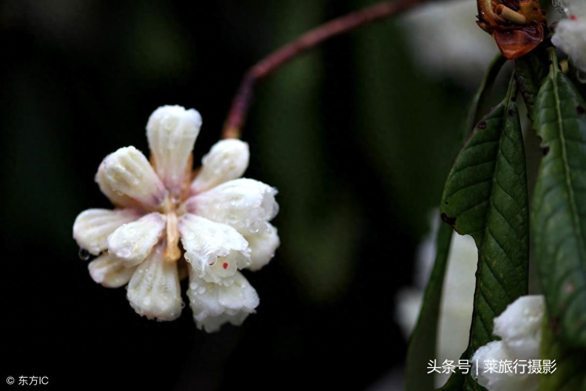 植物博物馆？西藏色季拉山景点介绍