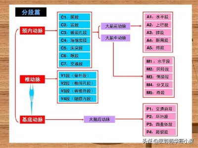 ​头颈部血管分段以及解剖示意图