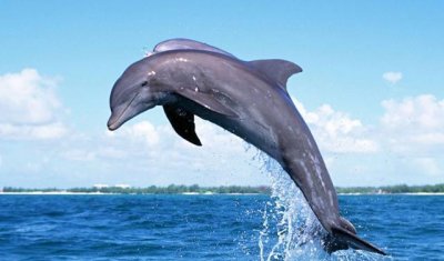 ​海豚交配的一些秘密