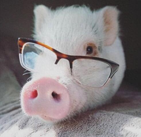 动物图集：粉红迷你猪Hammy图片