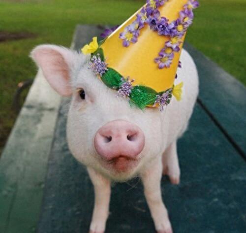 动物图集：粉红迷你猪Hammy图片