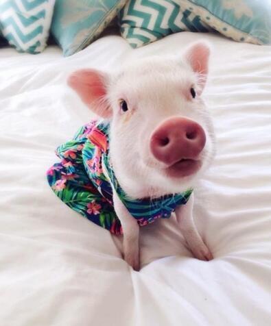 动物图集：粉红迷你猪Hammy图片