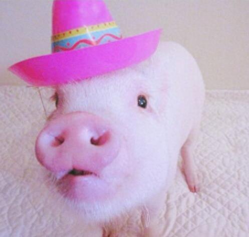 动物图集：粉红迷你猪Hammy图片
