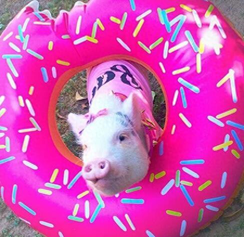 动物图集：粉红迷你猪Hammy图片