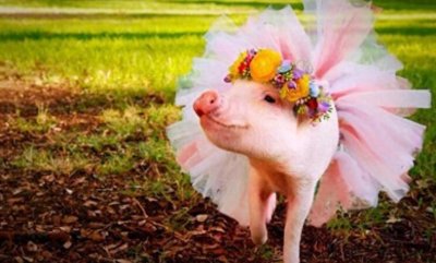 ​动物图集：粉红迷你猪Hammy图片