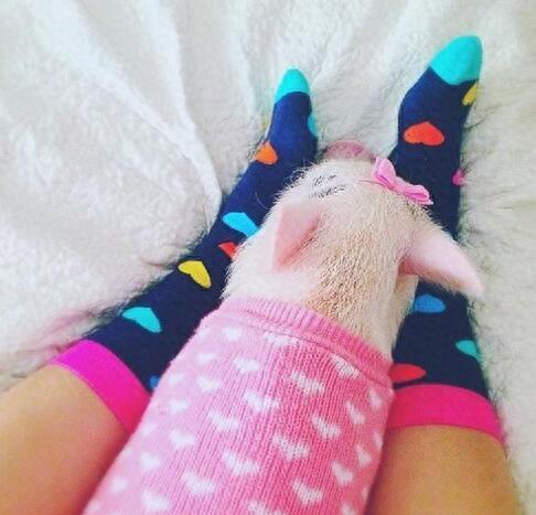 动物图集：粉红迷你猪Hammy图片