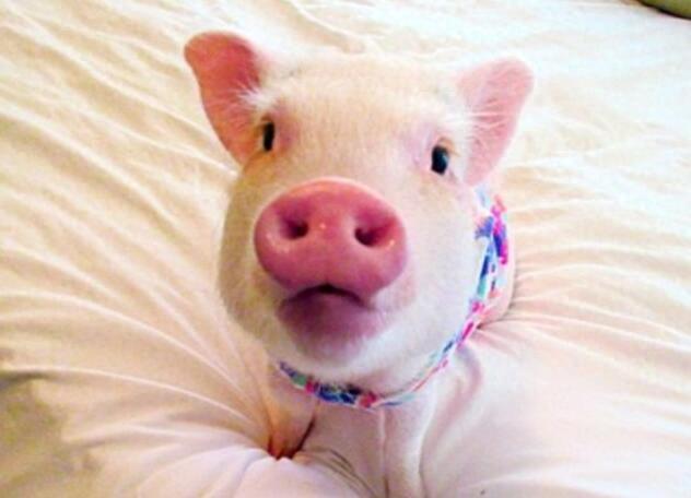 动物图集：粉红迷你猪Hammy图片
