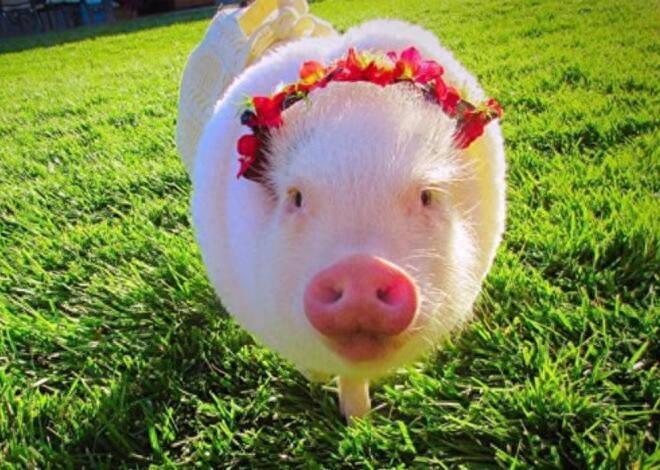 动物图集：粉红迷你猪Hammy图片