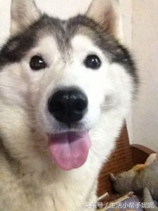 ​这只哈士奇微笑起来太像萨摩耶了 萌死人了