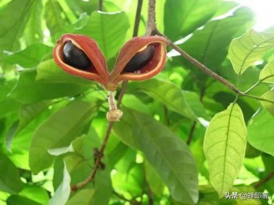 ​农村俗称“苹婆果”，以为有毒不敢吃，殊不知网上卖20元一斤