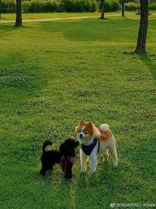 ​「EXO」「新闻」170702 交朋友、撒娇、跑步 灿烈妈妈微博更新多芬近况