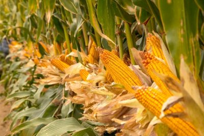 ​亩产超1663公斤，7次刷新全国纪录！这里玉米为何如此高产？