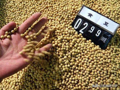 ​我国也能够种植大豆，为啥还要大量进口大豆？其实原因很简单