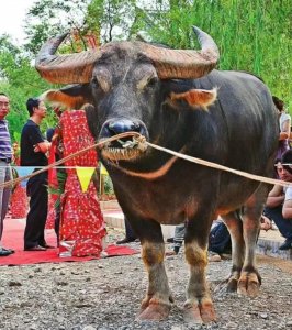 ​传奇牛王——擎天柱