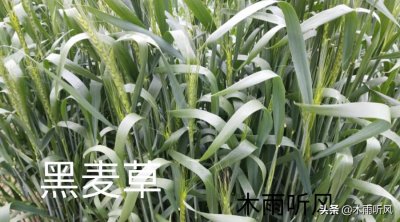 ​黑麦草有哪些优点与缺点？如何选择黑麦草种植？你了解多少