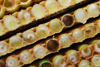 ​蜂王浆应该怎么吃