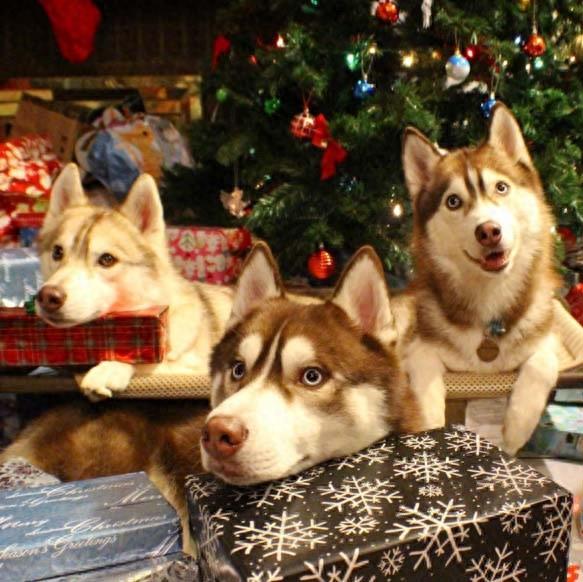 三只哈士奇救了一只罗西