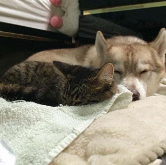 三只哈士奇救了一只罗西