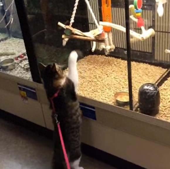 三只哈士奇救了一只罗西