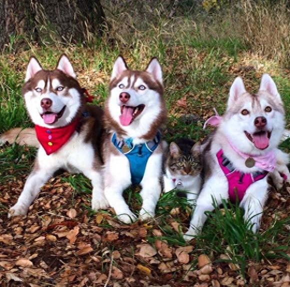 三只哈士奇救了一只罗西