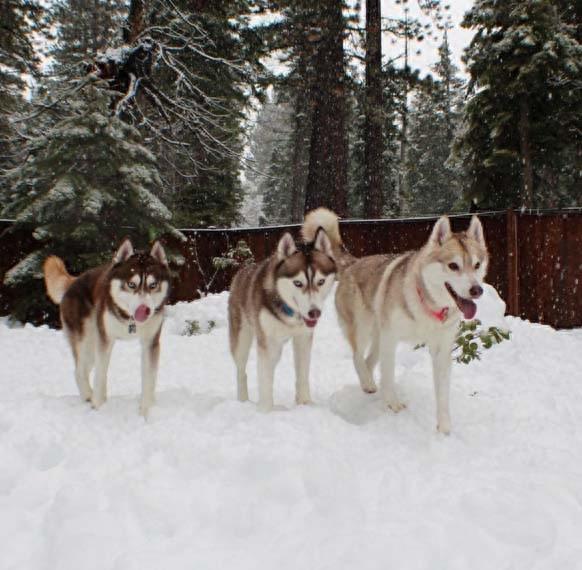 三只哈士奇救了一只罗西