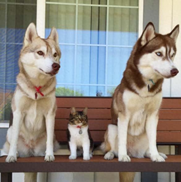 三只哈士奇救了一只罗西