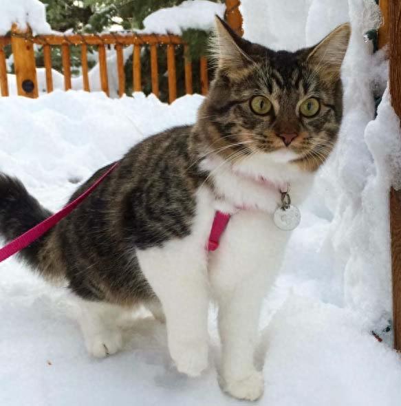 三只哈士奇救了一只罗西