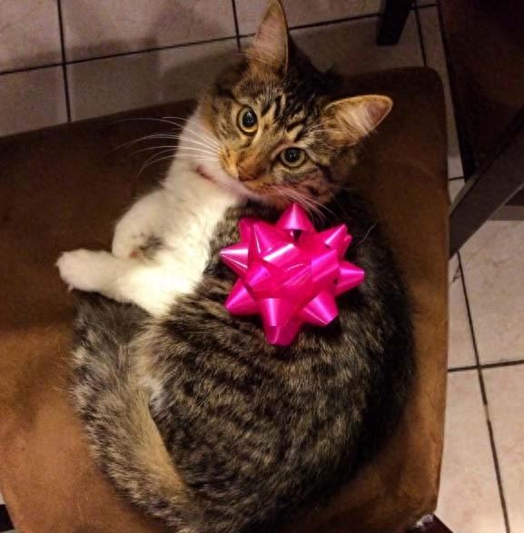 三只哈士奇救了一只罗西