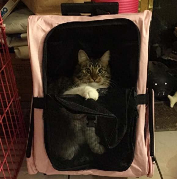 三只哈士奇救了一只罗西