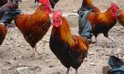 ​真正的农村土鸡应该卖多少钱一斤才合适