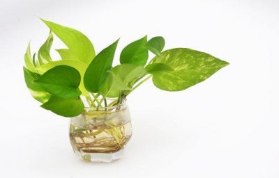 ​水养植物营养液自制