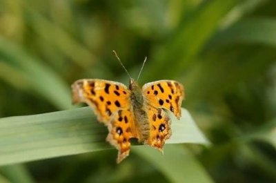 ​动物也懂得“审美”吗，为什么有些动物把自己打扮的“花枝招展”