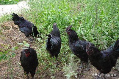 ​四大乌鸡之冠的略阳乌鸡有什么故事？你知道乌鸡的价值吗？