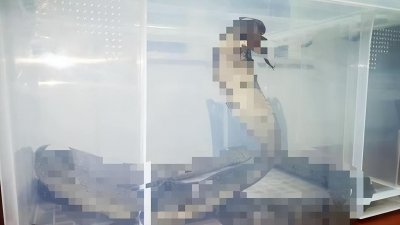 ​剧毒“过山峰”现身山东，号称“万蛇之王”，究竟从何而来？