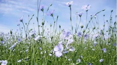 ​为何亚麻的衣服会比较贵？