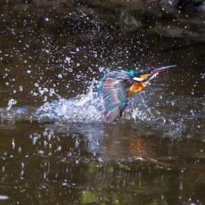 ​常见鸟类——翠鸟