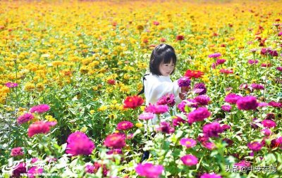 ​美不胜收！合肥四季花海成网红打卡地「组图」