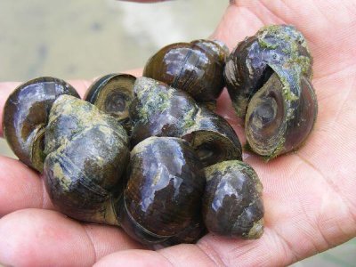 ​一斤田螺卖8元，养殖成本不多，你知道能赚多少钱吗？