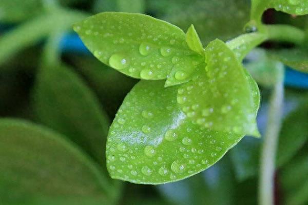 古人被蛇虫咬伤怎么办？这些中药来救急！